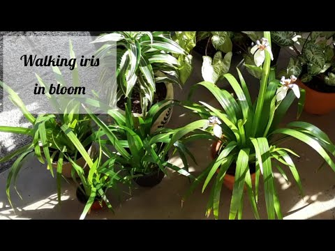 Vídeo: Walking Iris Care: Como cultivar uma íris ambulante Neomarica