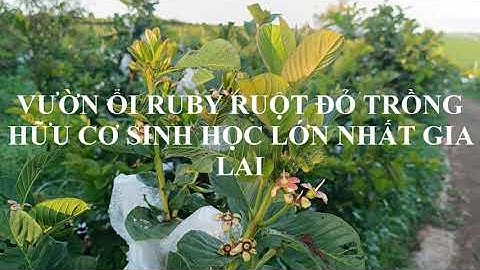 VƯỜN ỔI RUBY RUỘT ĐỎ TRỒNG HỮU CƠ SINH HỌC LỚN NHẤT GIA LAI