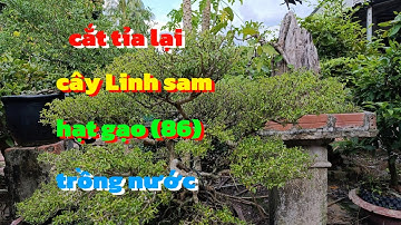 Cắt tỉa lại cây Linh sam 86|| Châu Ngọc vlog & bonsai