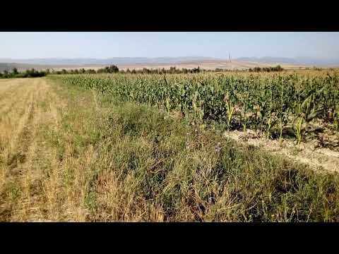 ვეიმარანერი შერი 2019