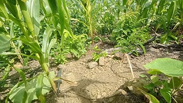 mus yos cuab noog ws nawb tuaj zoo tiag2 li nawb