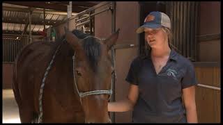 Aquaterra Equine Rehab and Conditioning Center