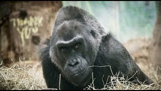 Columbus Zoo announces Colo the gorilla has died