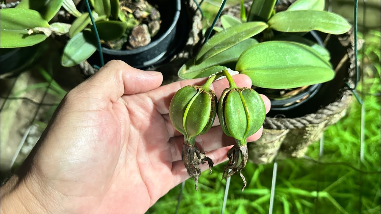 Hora de colher cápsulas de cruzamentos de orquídeas!!!