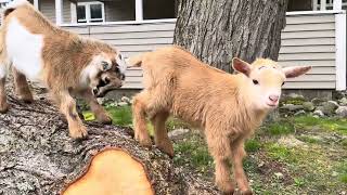 Balancing baby bully goats!