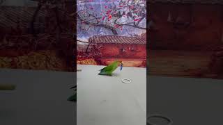 Bird Training : Smart Lovebird Parrot | Smart Little Cute Parrot #Training #Smartparrot #Cute