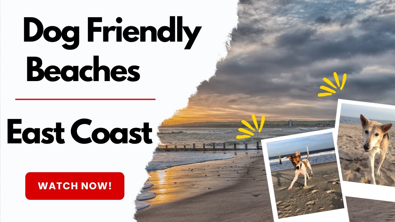 The Best Dog Beaches On The East Coast YouTube