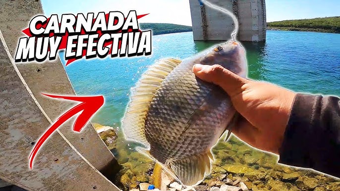 Carnadas EFECTIVAS para Pescar en Mar 