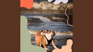 Divine Moods for Behaving Puppies