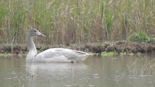 1081212田寮洋溼地迷鳥小天鵝（Cygnus columbianus）