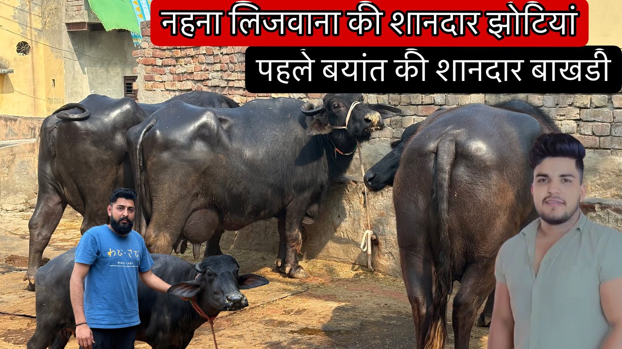 नहना लिजवाना पहले बयांत की शानदार बाखडी झोटी साथ में दूध तैयार की भैसें।Lijwana Kalan Jind ☝🏻☝🏻