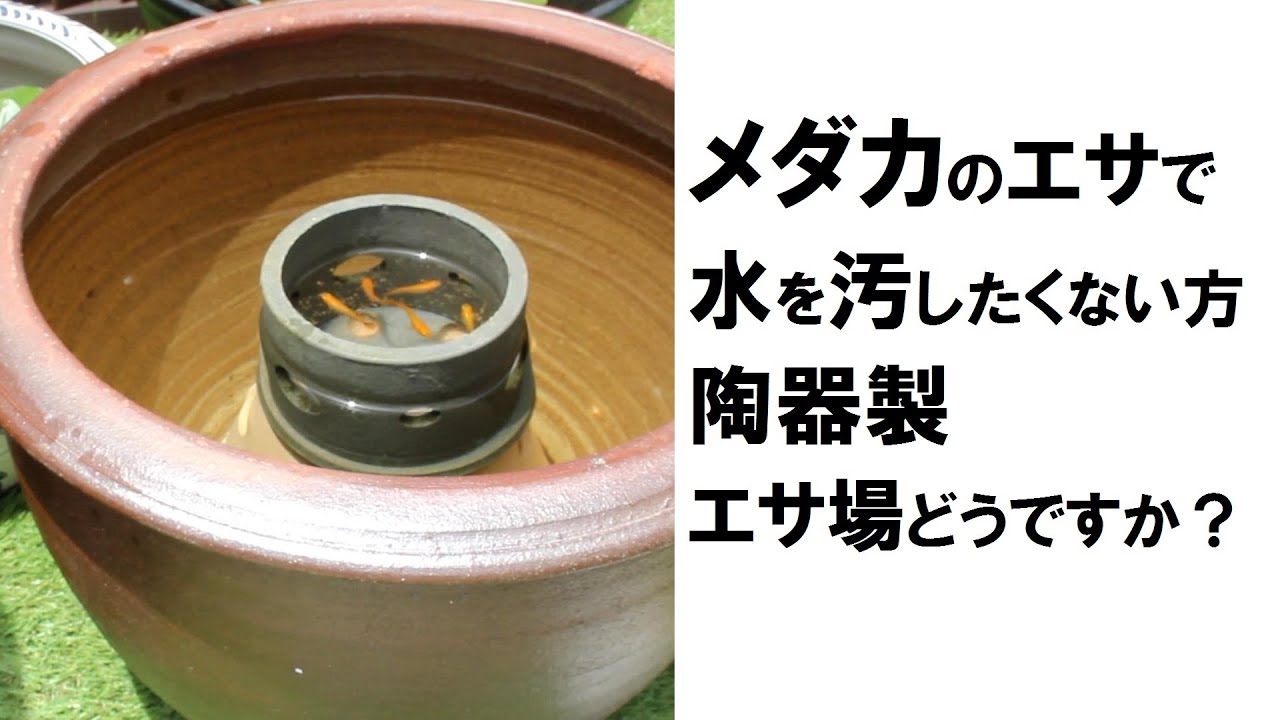 メダカのエサで水を汚したくない方 陶器製 エサ場どうですか Youtube