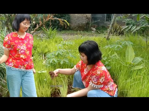 Teh Rani janda sexi yang rajin dan mandiri Tulang punggung keluarga