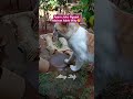 Ayam Joko Ngajak Mainan Adek Miky #shorts #cat #kucinglucu #catlovers