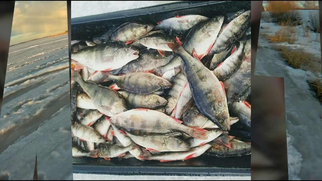 Рыба чудского озера. Чудское озеро рыбалка зимой. Зимняя рыбалка на реке Свирь. Зимняя рыбалка на Чудском озере. Зимняя рыбалка на Ладожском озере на окуня.