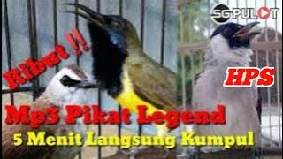 Suara Pikat Cepat Kumpul,Kutilang,Trucukan,Sogok Ontong