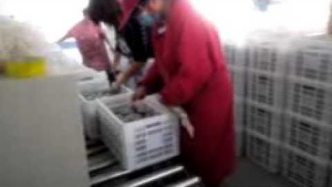 Inoculation of liquid spawn fermentation tank for mushroom cultivation