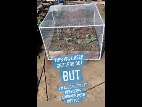 Video: Melindungi Kebun Binatang Anda di Backyard Sendiri