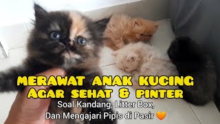 MERAWAT ANAK KUCING USIA 1 BULAN AGAR TETAP SEHAT & PINTAR  Mengajari ke Pasir