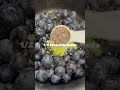 Healthy Blueberry Jam مربى التوت الأزرق بطريقة صحية