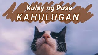 Anong sinasabi ng Kulay ng Pusa mo? | Cat Color and Pattern Meaning Updated 2021