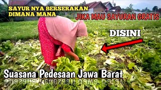 suasana pedesaan jawa Barat‼️kampung ciserut desa pamekarsari Banyuresmi Garut