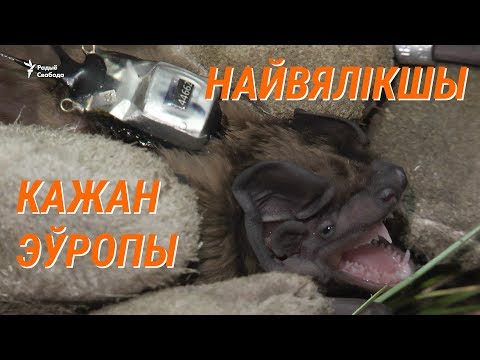 Самая большая летучая мышь Европы живёт на белорусском Полесье. Уникальное видео Радио Свобода