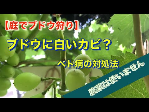 家庭で簡単レーズン作り！オーブンや脱水機で失敗しないコツを伝授