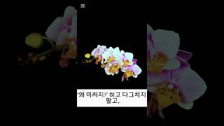 #갱년기 #중년여성응원 #감성멘트  #위로가되는말 #나를위한시간 #지금도괜찮아  #감성쇼츠 #감정의파도  #따뜻한말한마디 #나이듦의아름다움