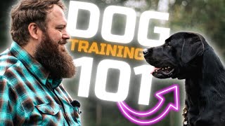 How To Train The Perfect Dog - Simple First Steps by Will Atherton Canine Training 39,459 views 2 months ago 4 minutes, 32 seconds