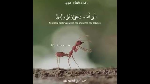 حتى اذا اتوا على واد النمل القارئ اسلام صبحي