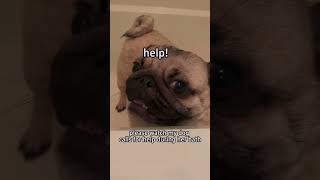 smart dog. #shorts #dog #mentality #dogcompilation #funny #viral #xyzbca