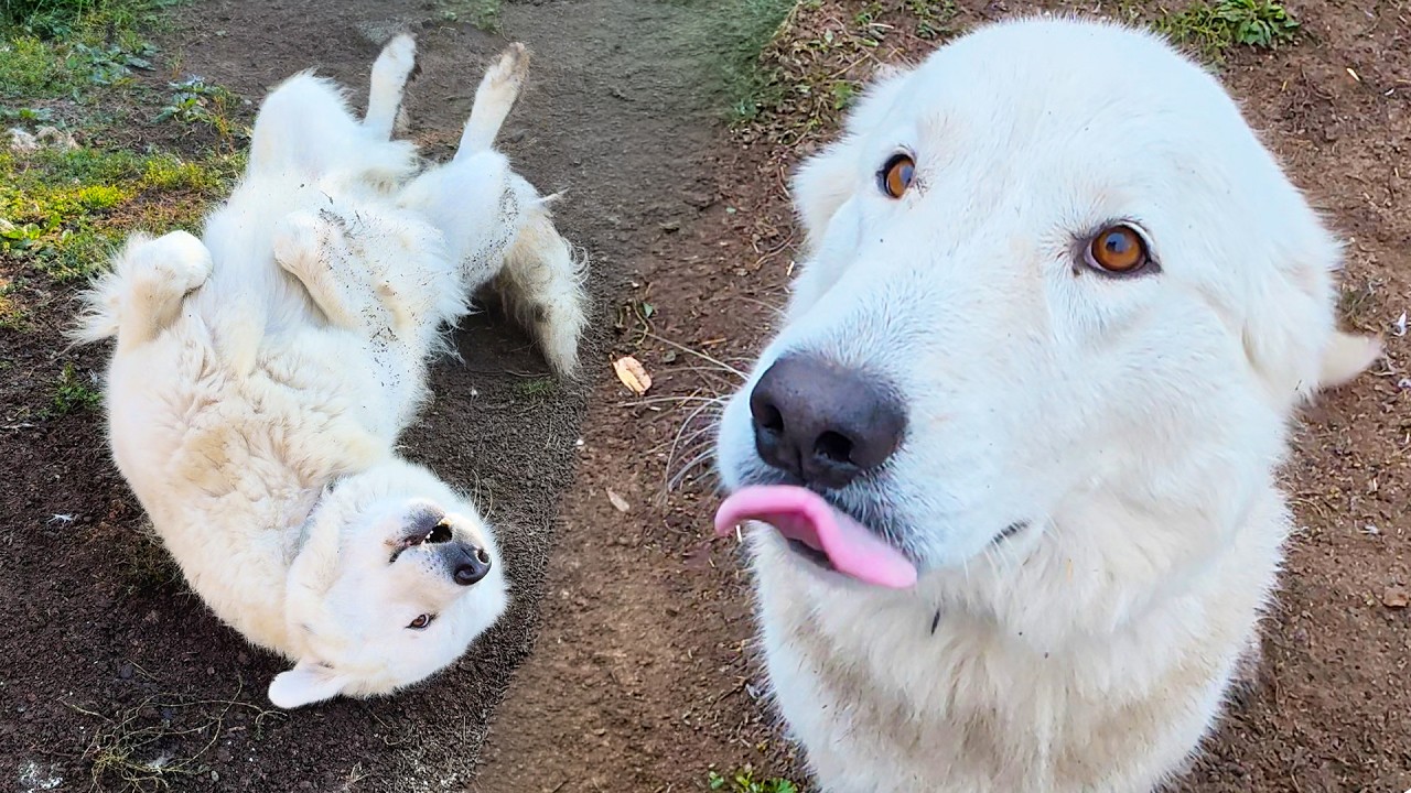 I Left My Dogs in Charge of the Farm