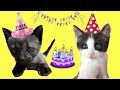 Cumpleaños de mis gatitos bebés Luna y Estrella para niños / Funny cats