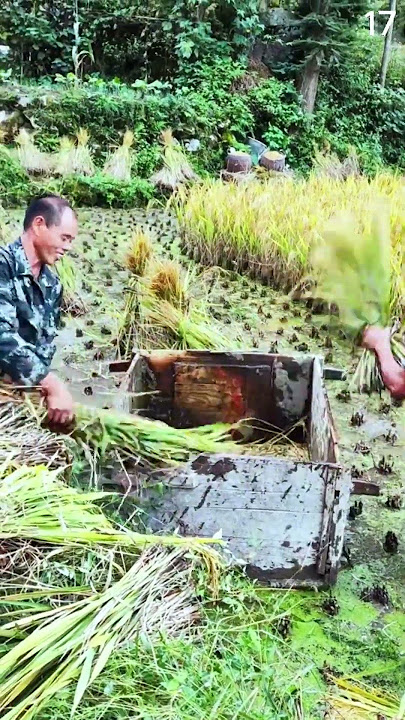 Petani cerdas memisahkan biji padi menggunakan alat pertanian tradisional #shorts