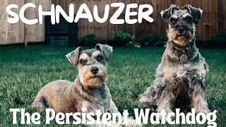 Schnauzer: The Persistent Watchdog by FurryFriends 151 views 2 months ago 7 minutes, 23 seconds