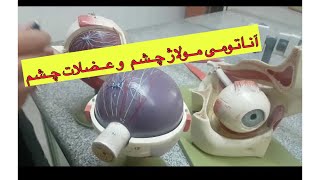 آناتومی عملی چشم /آناتومی عملی مولاژ چشم به زبان فارسی