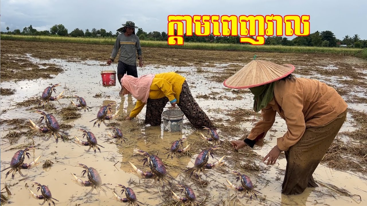 សប្បាយចាប់ណាស់ ក្តាមពេញវាលស្រែ យកទៅធ្វើក្តាមជ្រក់នឹងក្តាមប្រៃឲ្យឆ្ងាញ់មាត់