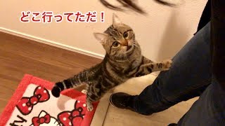 朝帰りした妹に嫉妬してすぐさま玄関までお出迎えしにきた猫ｗ