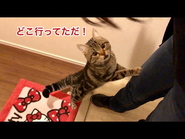 朝帰りした妹に嫉妬してすぐさま玄関までお出迎えしにきた猫ｗ