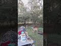 deer and their babies in my back yard!