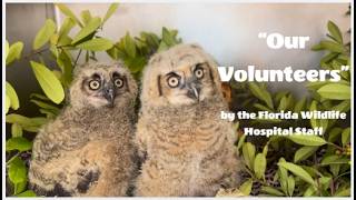 "Our Volunteers" - A Brown Eyed Girl Parody Cover from the FWH Staff