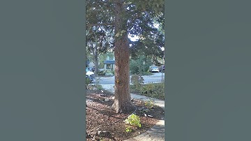 Squirrels at the big tree doing squirrel things #squirrels