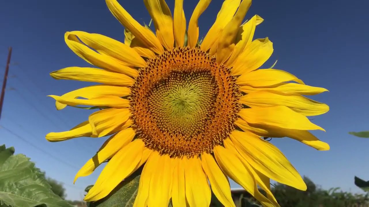 How To Grow Sunflowers In Arizona - YouTube