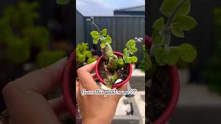 Cute little plant pot #shortsfeed #trendingnow #ytshorts #gardenplants #viral