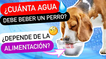 ¿Con qué frecuencia debe beber agua un perro?
