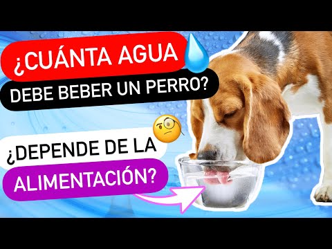 Video: Cantidad diaria promedio de agua que un perro debe beber