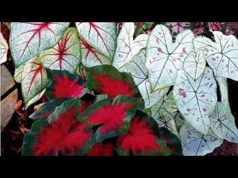 Video: Caladium (33 Fotos): Cuidar Una Flor En Casa, Una Descripción De Las Especies De Plantas. Reglas Para Cultivar Caladium Al Aire Libre