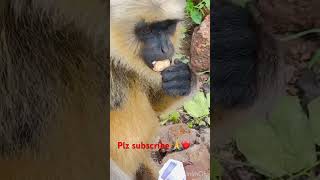 Monkey eating peanut like a human #Shorts#animals #monkey #ytshorts #trending #youtubeshorts #viral