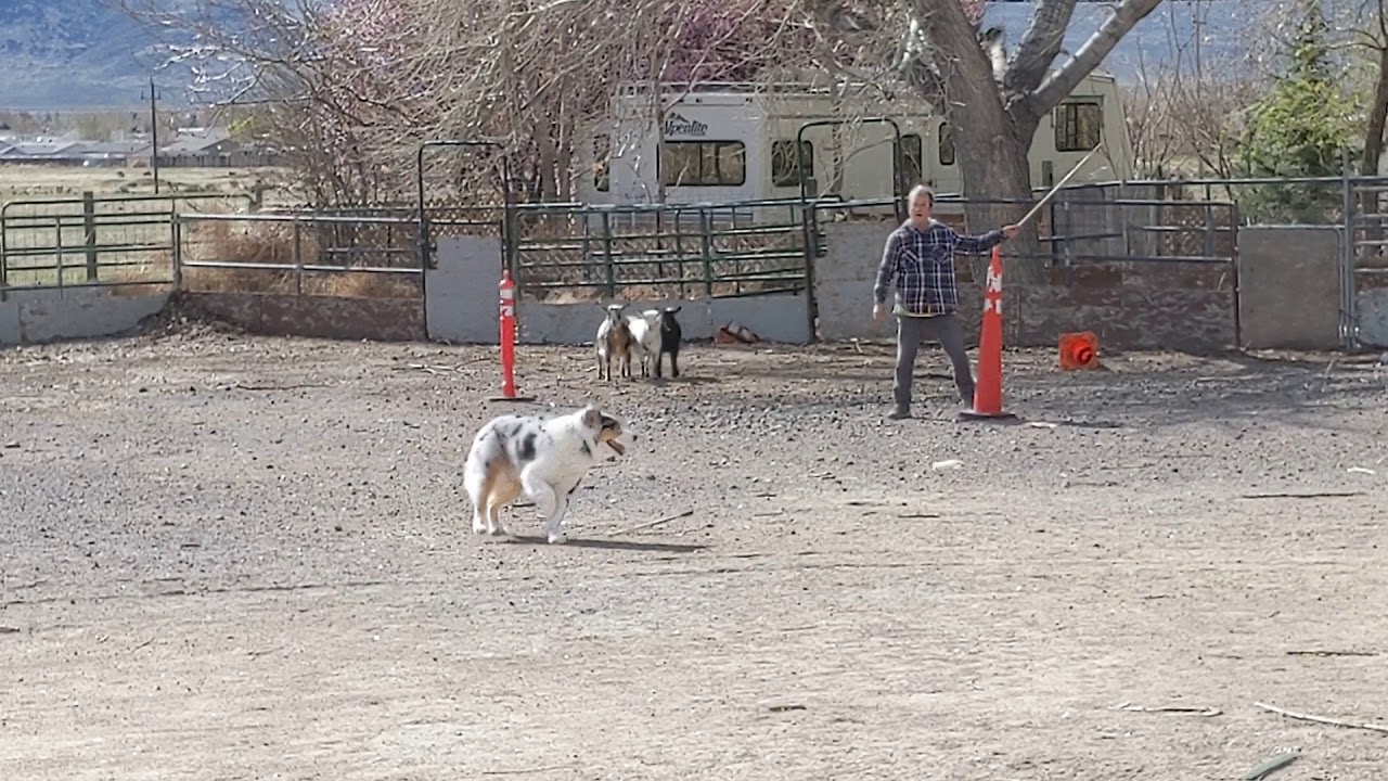 Snowy returns to herding